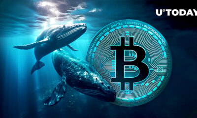 Large Whales Buying Bitcoin (BTC) Drops: Data